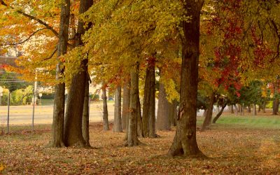Deixar de Fumar: Métodos Comprovados para uma Vida Saudável
