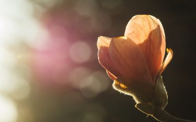 Foco Natural: Concentração Sem Cafeína