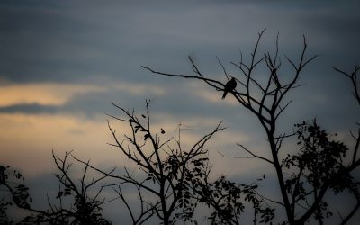 Guia de Hotéis em Bangalore: Luxo, Conforto e Economia