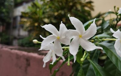 Guia de Hotéis em Calcutá: Do Luxo ao Económico