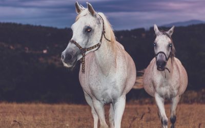 Guia de Hotéis em Sarajevo: Luxo, Conforto e Economia