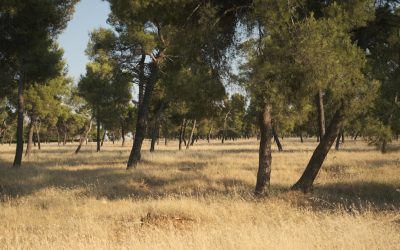 Podgorica: Hotéis Incríveis para Cada Orçamento 2025