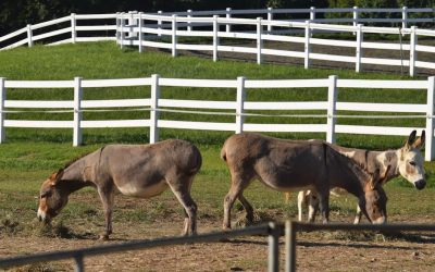 Barriga Lisa em 3 Semanas: Dieta