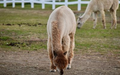 Perda de Peso: 10 Minutos Diários para um Mês Mais Leve