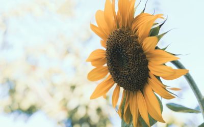 Respirar Bem: Ative Seu Core Naturalmente