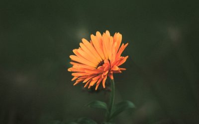 5 Minutos Diários para Elevar a Autoestima