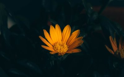 Os 10 Alimentos Mais Saudáveis do Mundo: Guia Essencial