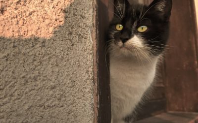 Pequenas Ações para Elevar o Humor