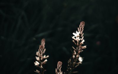 Pequenas Vitórias: O Caminho para Grandes Conquistas