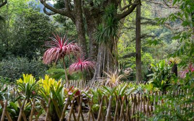 Longevidade Açoriana: O Segredo Revelado