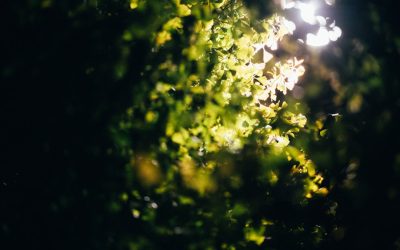 Portugal Verde: Guia para Viagens Sustentáveis