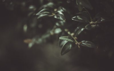 Transforme Sua Paixão em Lucro: O Guia Definitivo para um Blog Lucrativo em 2025