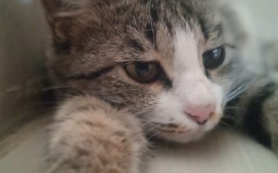 Desvende os Segredos Científicos para Reduzir o Estresse e Viver Melhor em 2025