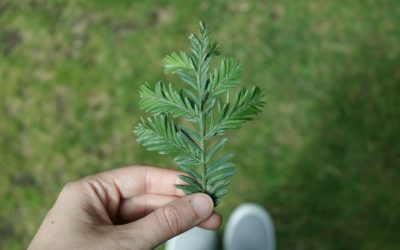 Desvende os Segredos Científicos para Reduzir o Stress e Viver com Mais Calma