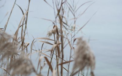 O Guia Definitivo para Praticar o Minimalismo em 2025: Viva com Menos, Tenha Mais!