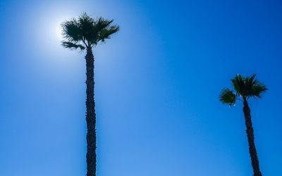 Viva com Menos, Viva Melhor: Desvendando o Lar Minimalista de 100 Itens