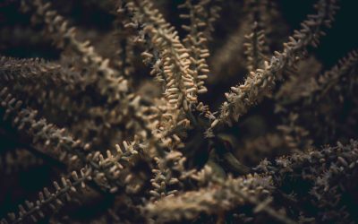 Compatibilidade Astrológica: Desvendando as Conexões do Amor e da Amizade em 2025