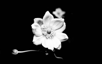 Desvende os Segredos Científicos para Reduzir o Stress e Viver com Mais Serenidade