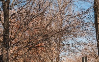 MBTI e Compatibilidade em Relacionamentos: Um Guia para Entender as Dinâmicas Pessoais