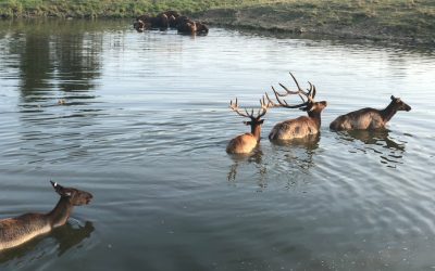 A Ascensão da Inteligência Artificial Personalizada: O Futuro ao Seu Alcance
