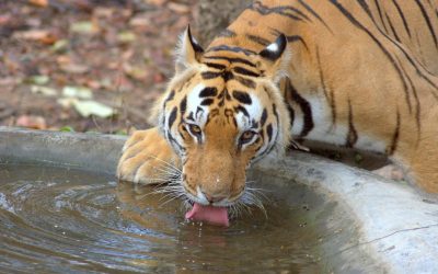 MBTI e Compatibilidade Amorosa: Desvendando Conexões Autênticas em 2025