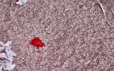 Tipos Sanguíneos e Saúde: Desvendando Mitos e Fatos Científicos em 2025