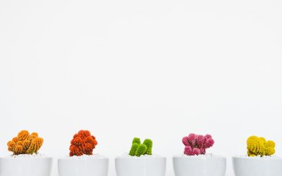 Desvende o Potencial: Como Criar um Blog Monetizado de Sucesso com WordPress em 2026