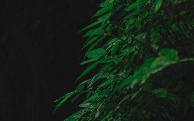 Compatibilidade Astrológica: Desvendando os Segredos dos Relacionamentos em 2026