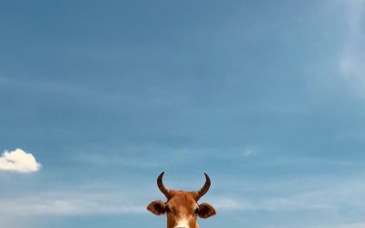 Desvendando o Bull Call Spread: Uma Estratégia de Opções para Lucros Controlados no Mercado Atual 📈