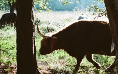 Dominando o Bull Call Spread: Uma Estratégia de Opções para Mercados em Alta