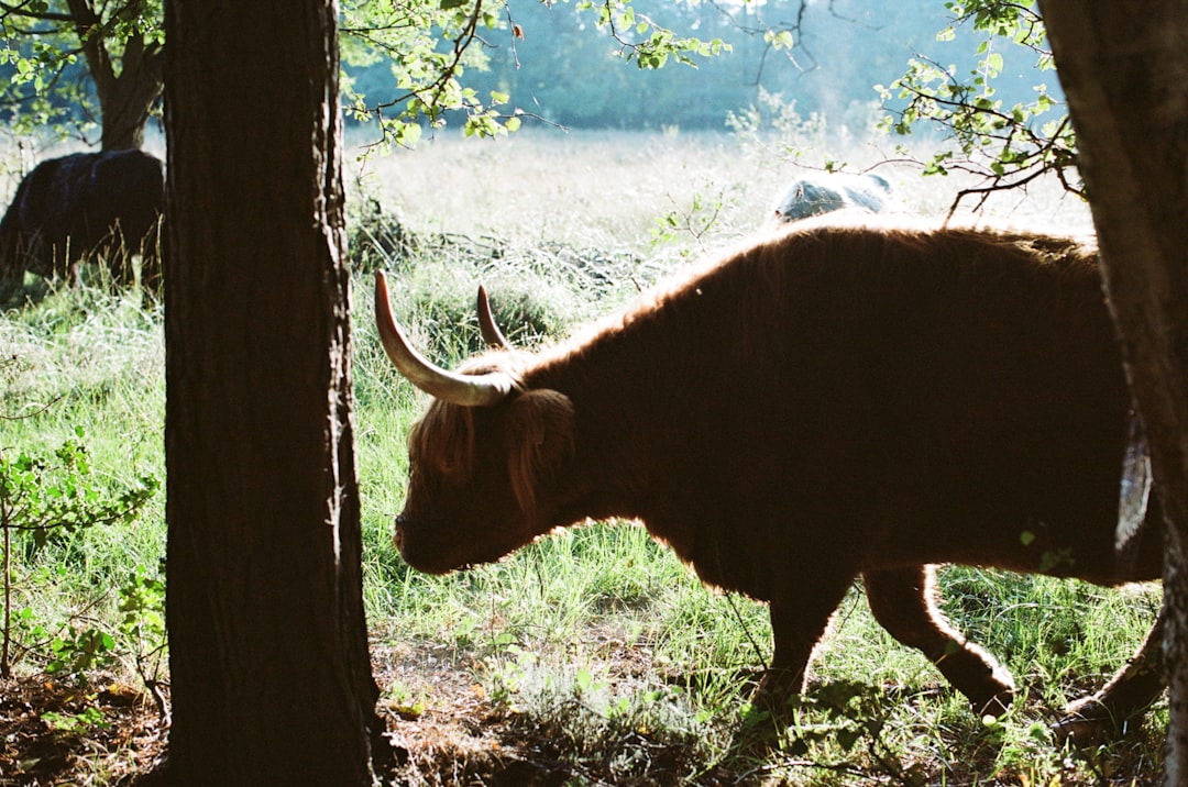 dominando-o-bull-call-spread-uma-estrat-gia-de-op-es-para-mercados-em-alta-1773166908040