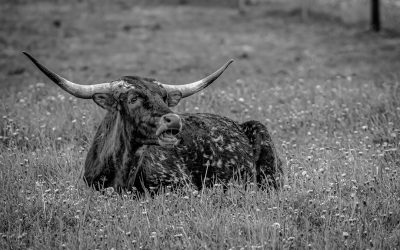 Dominando o Mercado: A Estratégia Bull Call Spread para Opções em 2026