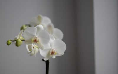 Dominando o Swing Trading: Estratégias Lucrativas no Mercado de Ações Atual