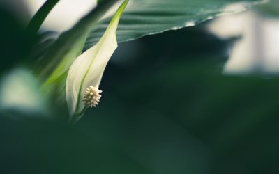 Algo Mais do Que Apenas Tipo Sanguíneo? Desvendando a Conexão com a Personalidade em 2026