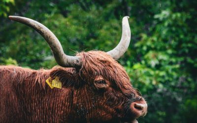 Domine o Mercado: A Estratégia Bull Call Spread para Ganhos Otimizados em Opções