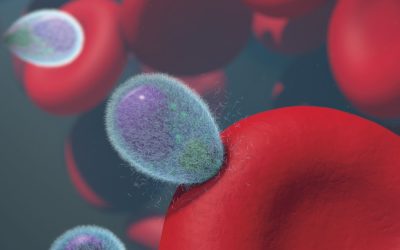 Desvendando os Tipos Sanguíneos: Ciência, Compatibilidade e Mitos Comuns