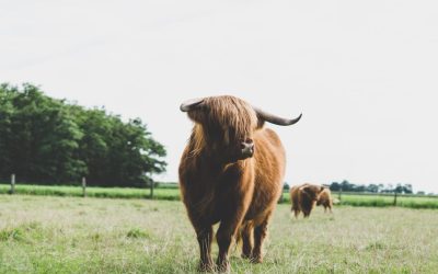 Domine o Bull Call Spread: Uma Estratégia de Opções Inteligente para o Mercado de Alta 📈