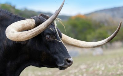 Domine o Bull Call Spread: Uma Estratégia Lucrativa para Mercados em Alta Moderada em 2026