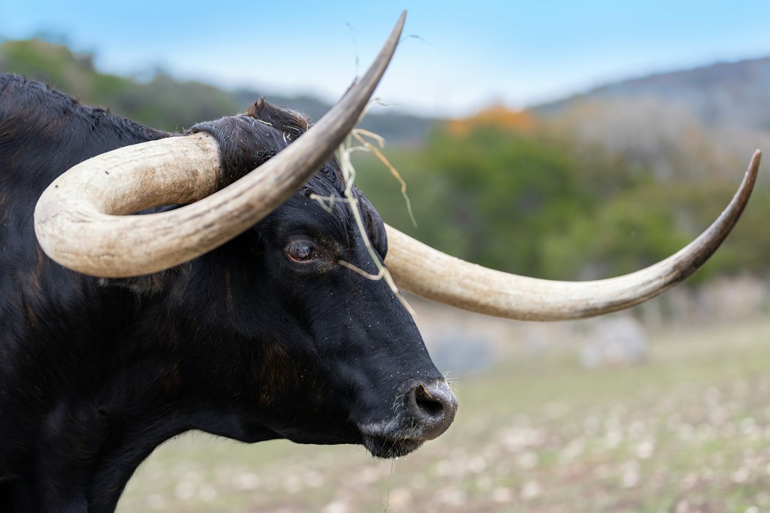domine-o-bull-call-spread-uma-estrat-gia-lucrativa-para-mercados-em-alta-moderada-em-2026-1790371308405